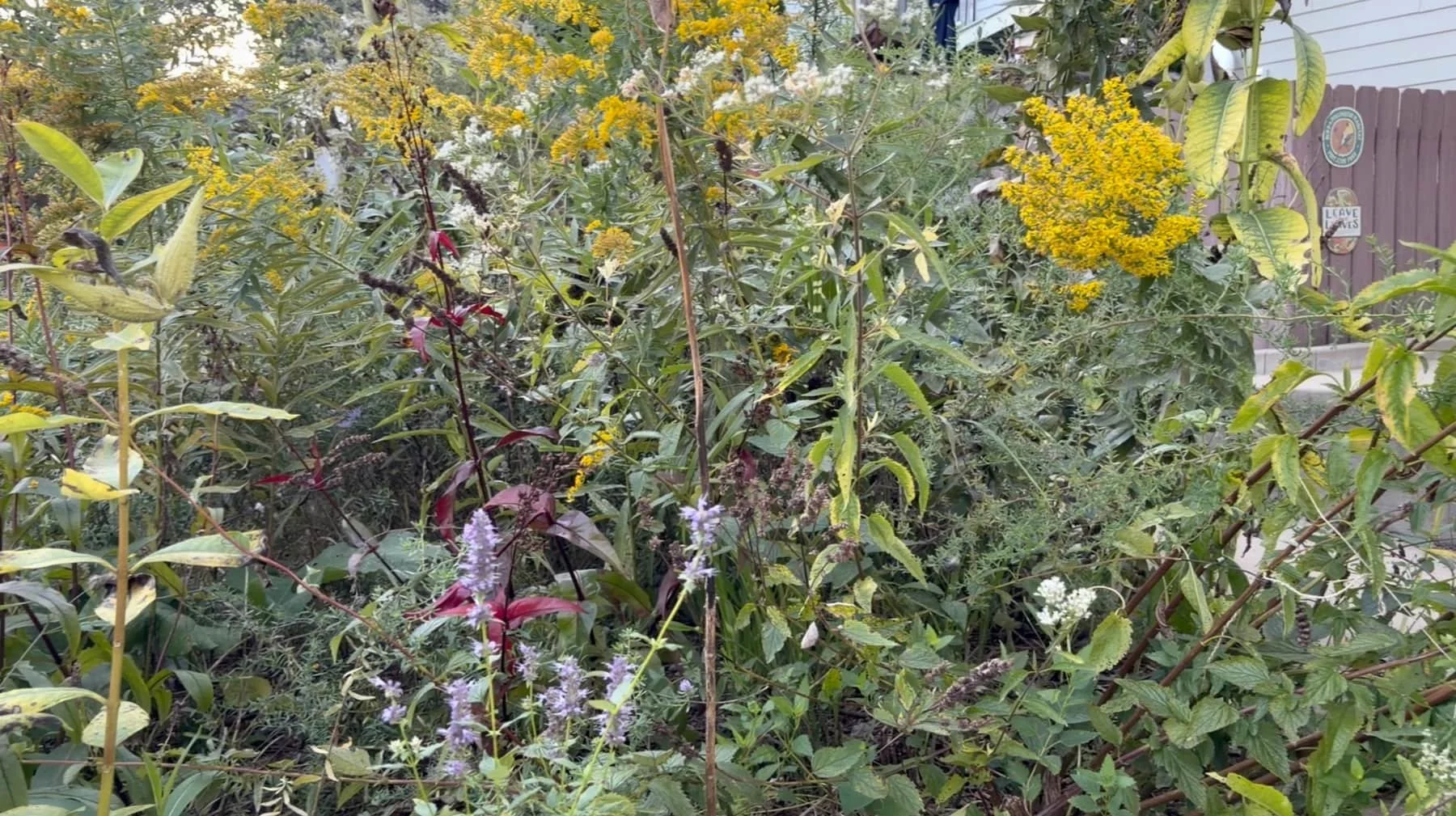 audubon-certified-native-habitat.jpg