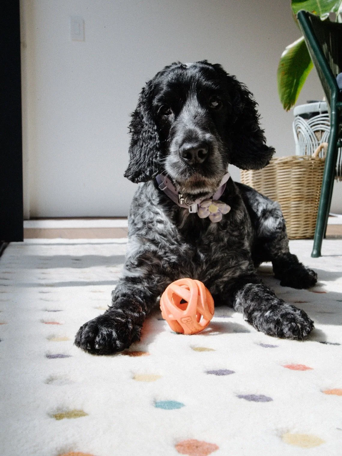 Meet our newest &ldquo;team member&rdquo; 🥰&hellip; always keeping morale high (and soaking up the best sunspots). 

#PostArchitecture #StudioLife #OfficeDog #WorkplaceVibes #DesignCulture #saturdayvibe