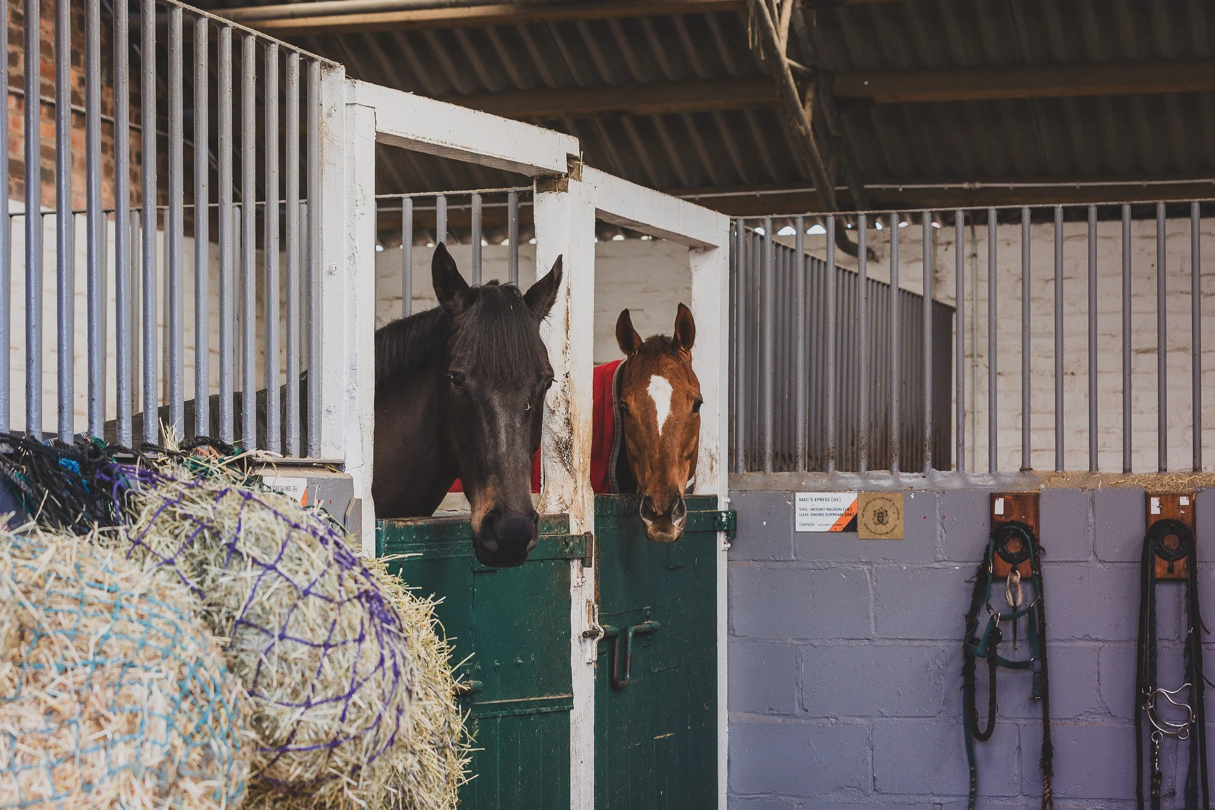 LosfordEquineRehab-HighRes-100 3.jpg