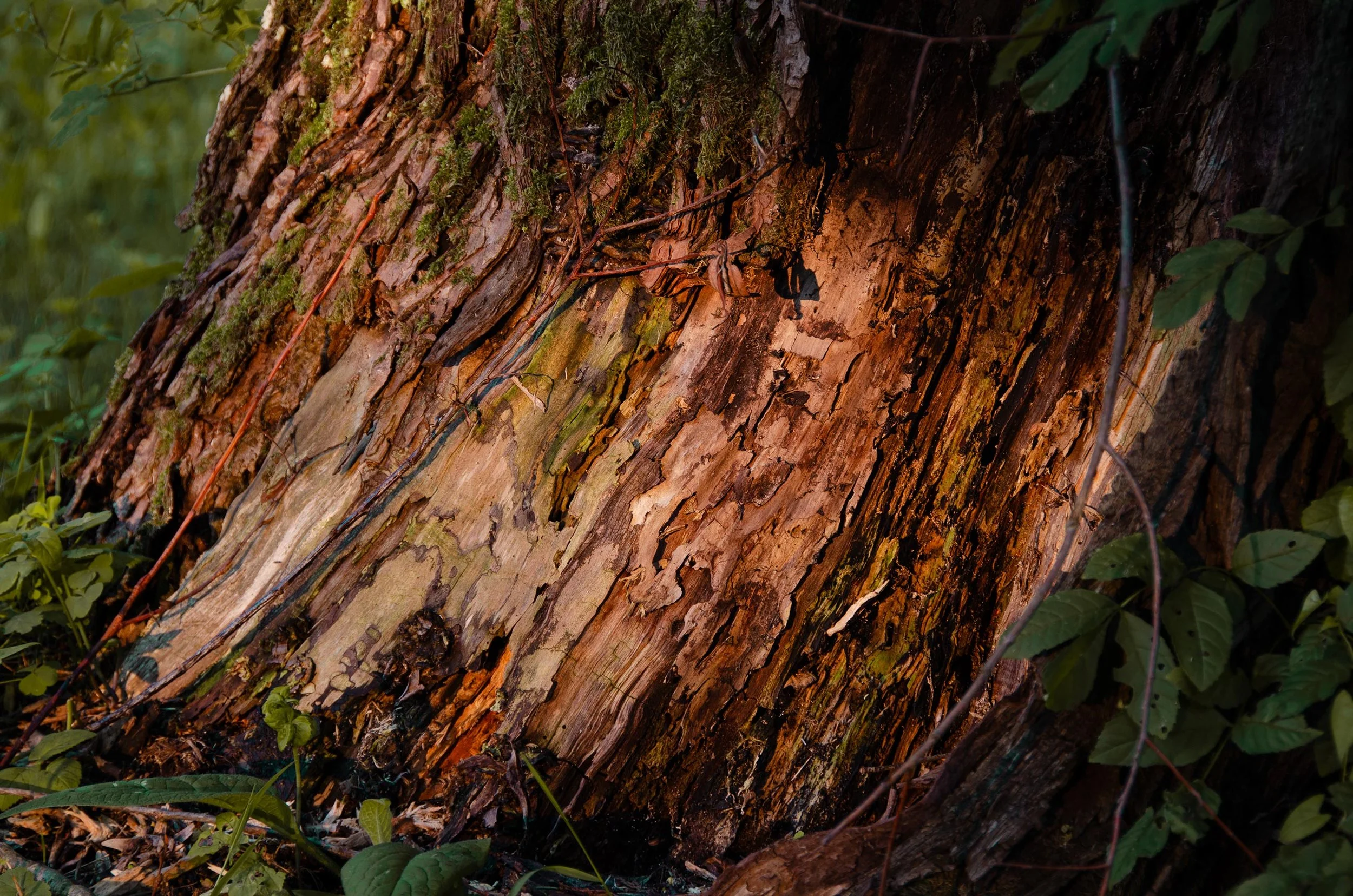 Baum_2012_c_Jessica_Zekar_WEB.jpg