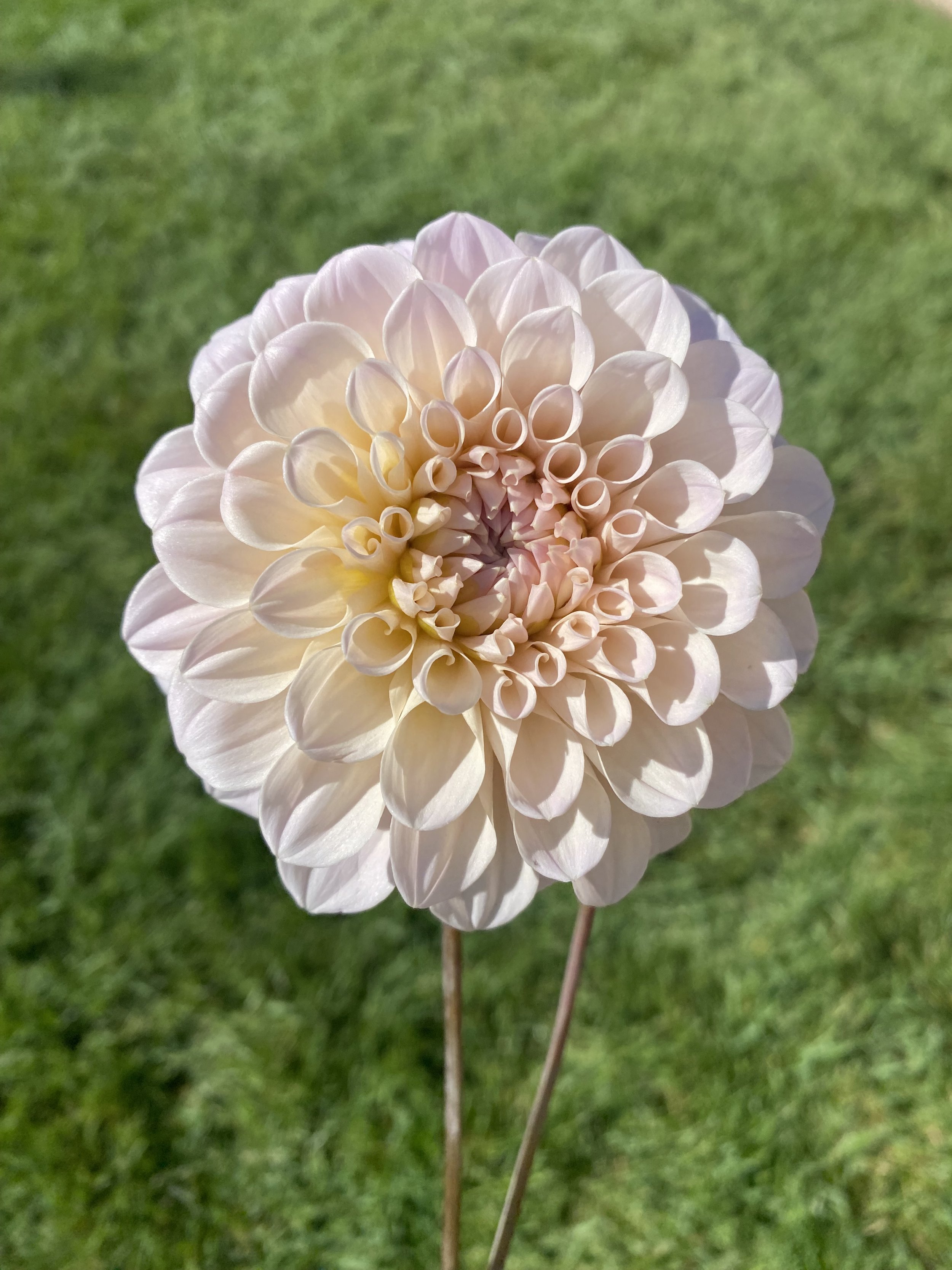 Sweet Nathalie Dahlia Tuber