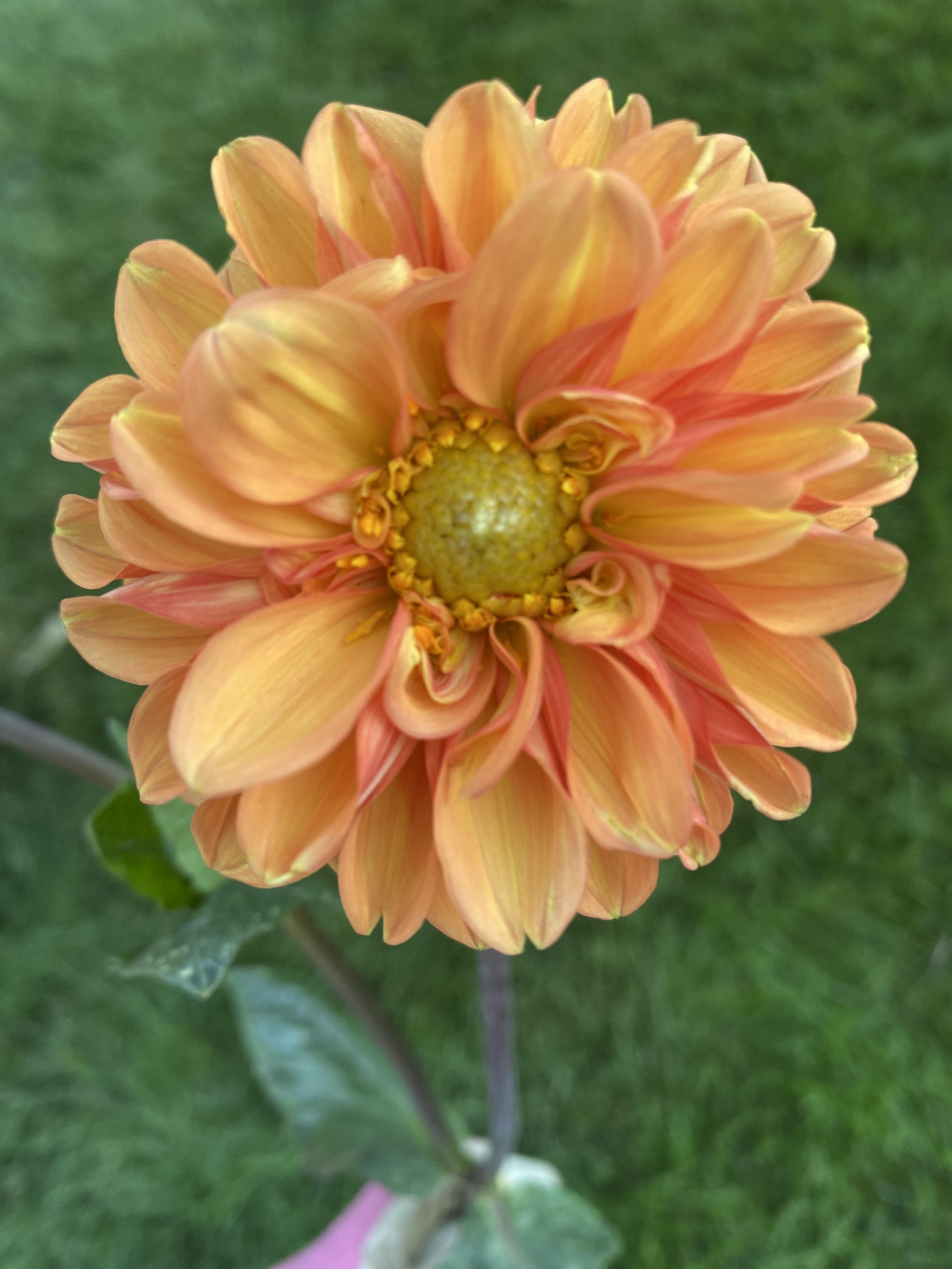 Maarn Dahlia Tuber