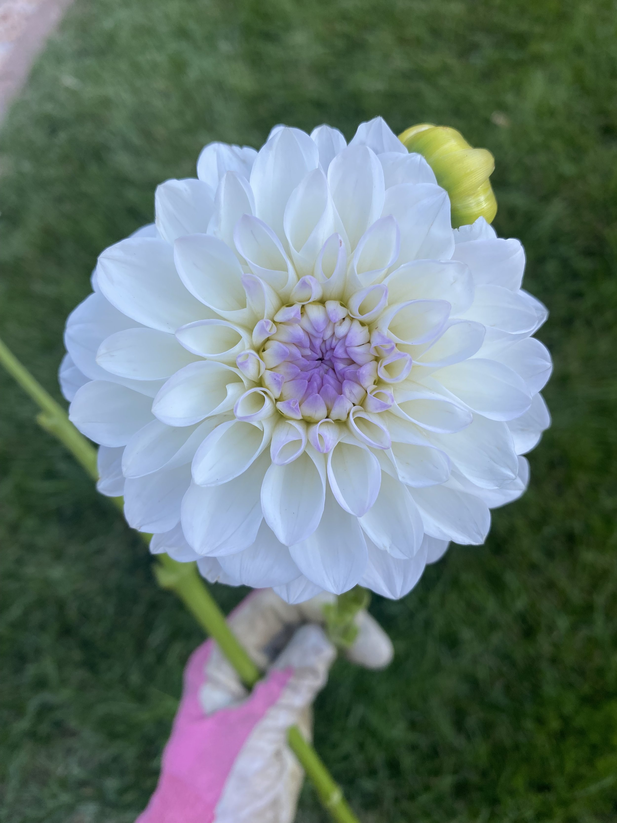 Eveline Dahlia Tuber