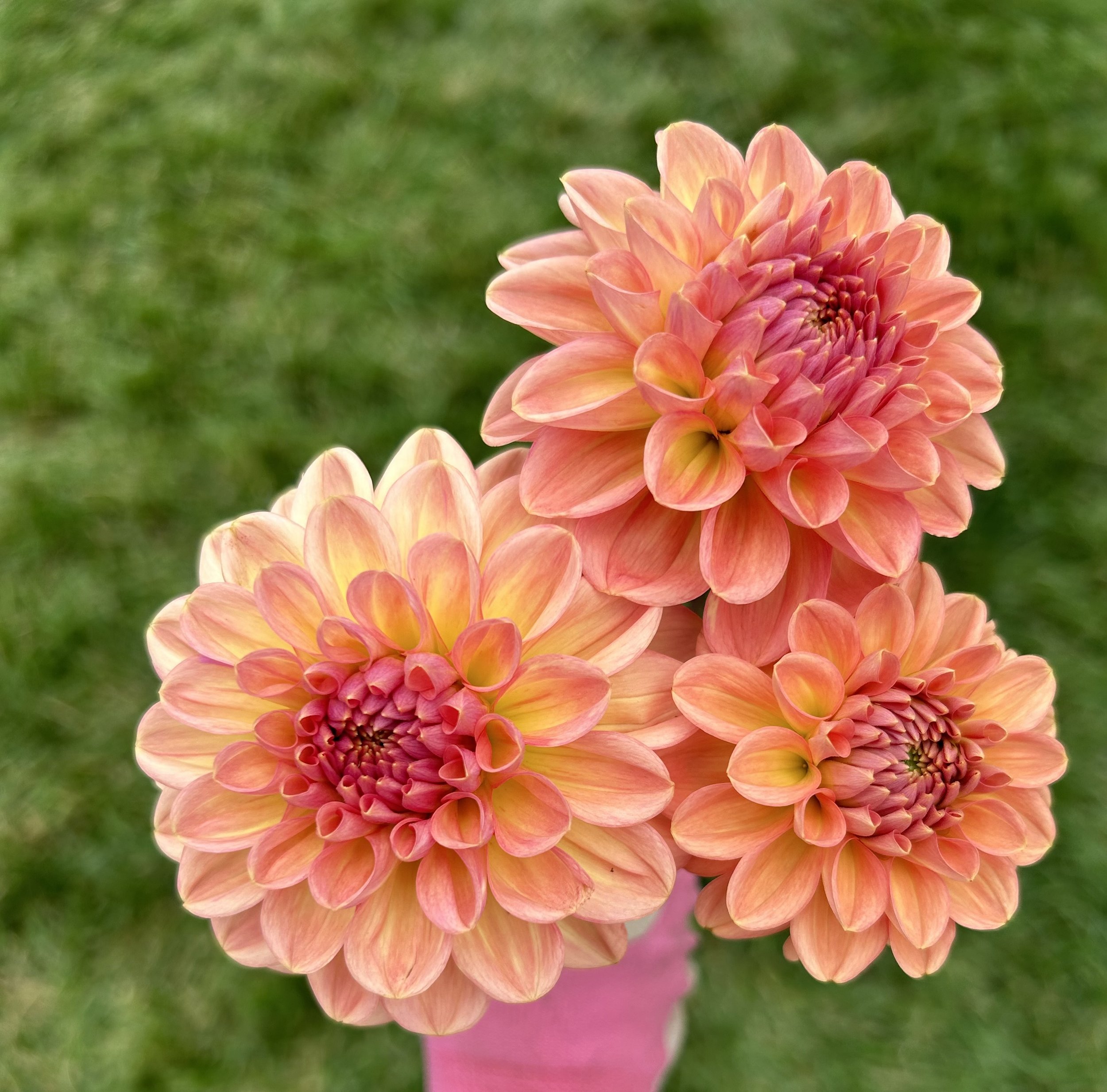 Lark's Ebbe Dahlia Tuber