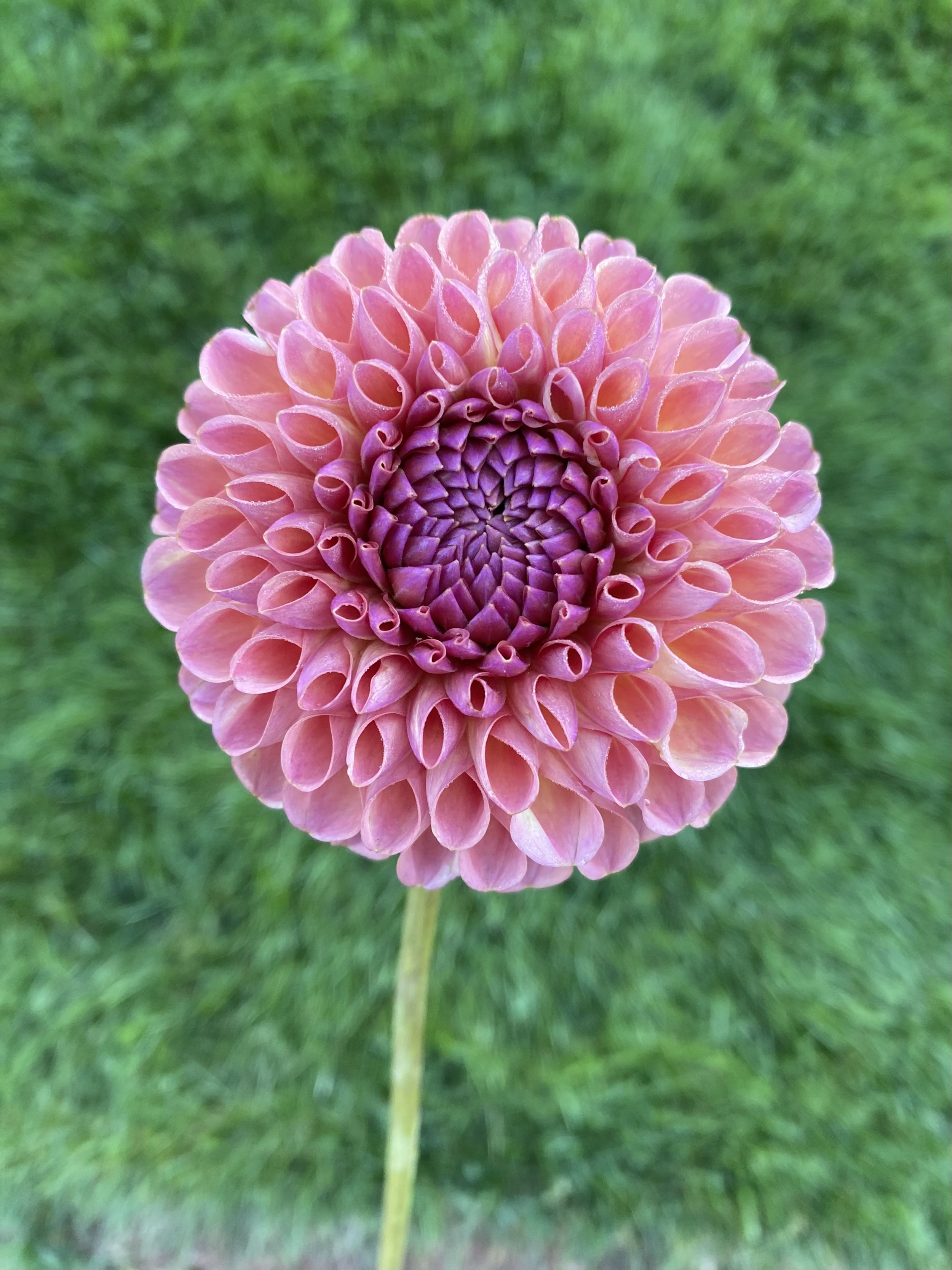 Jowie Winnie Dahlia Tuber