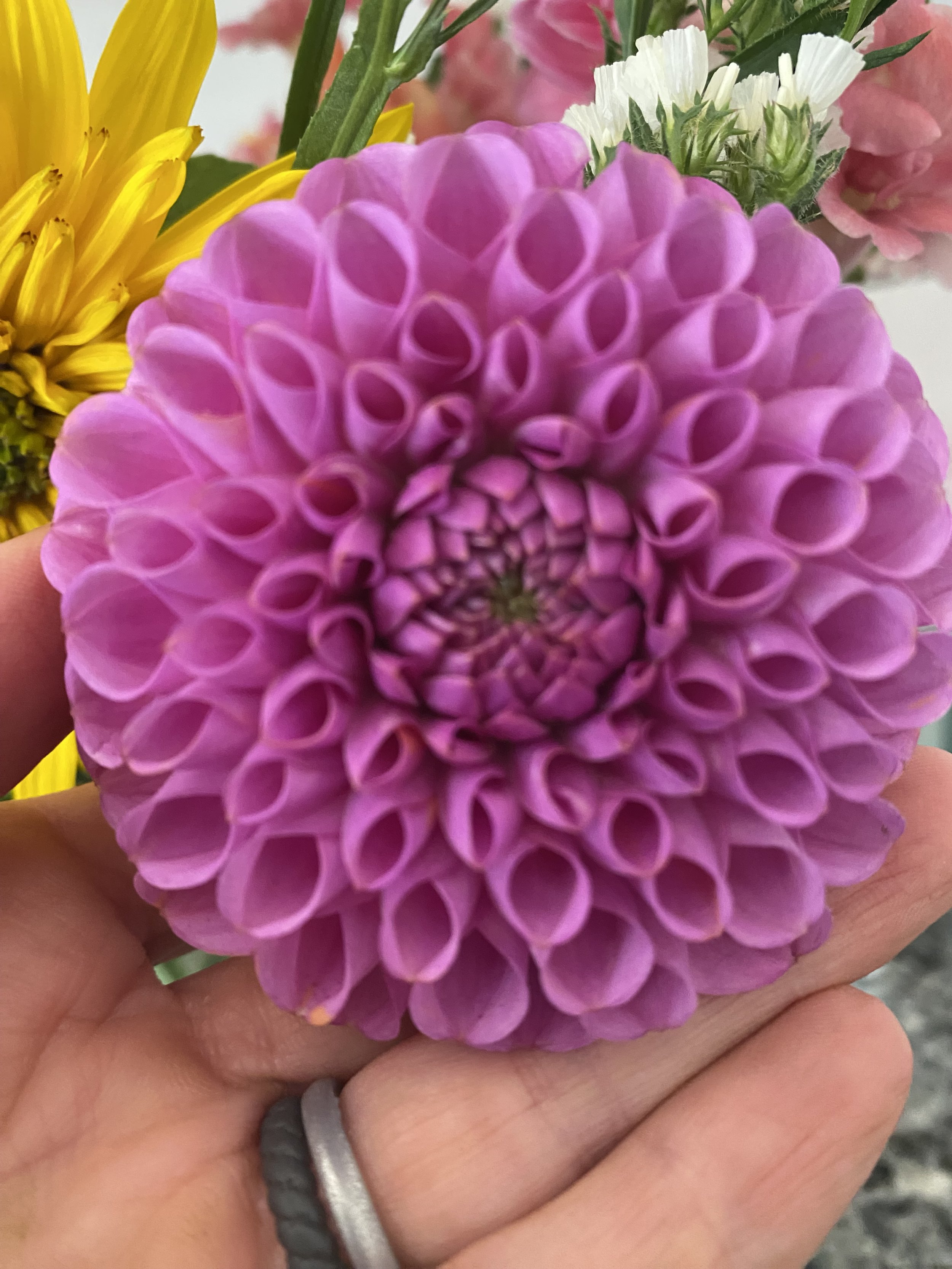 Isabel Dahlia Tuber