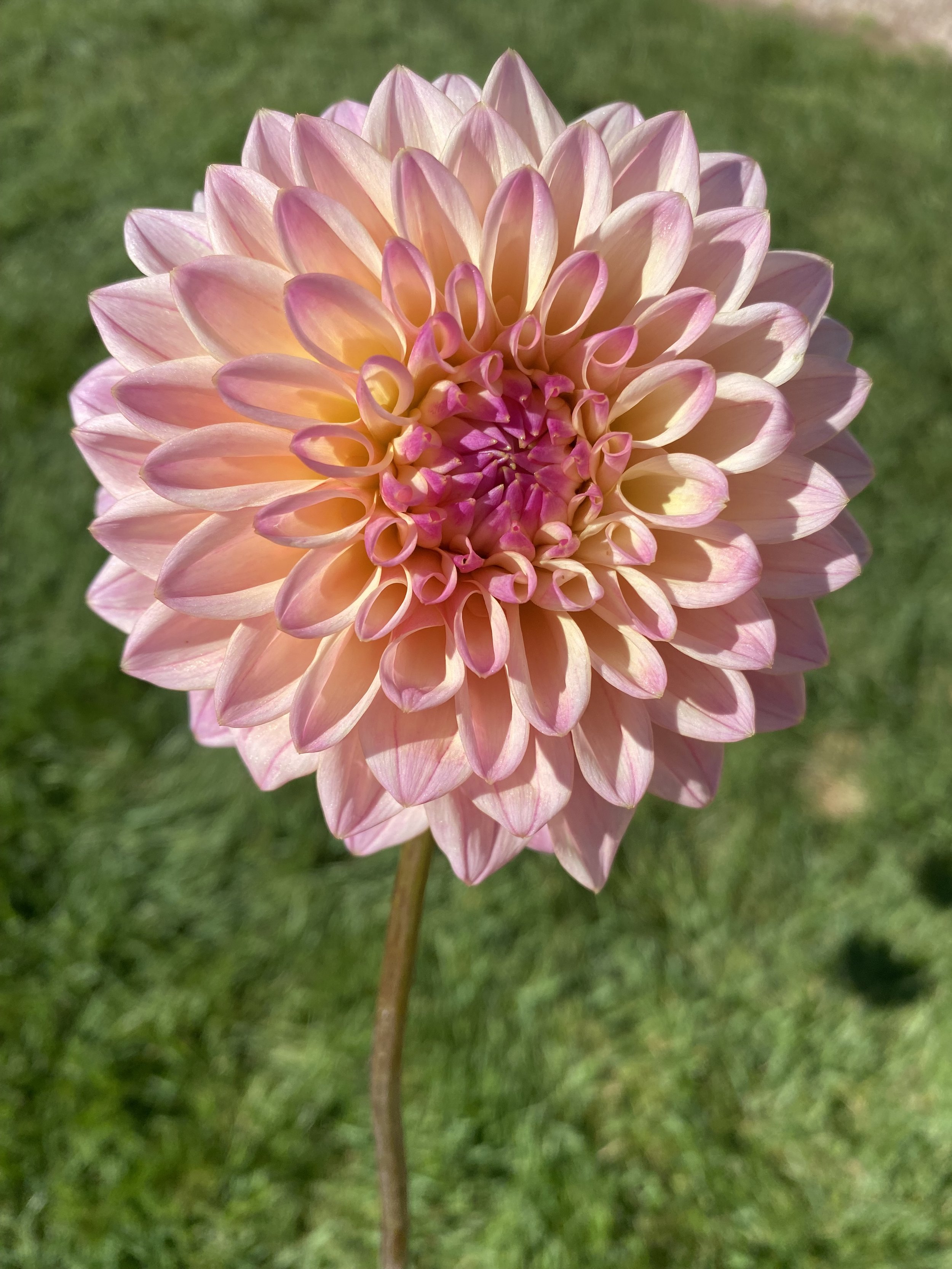 Coralie Dahlia Tuber