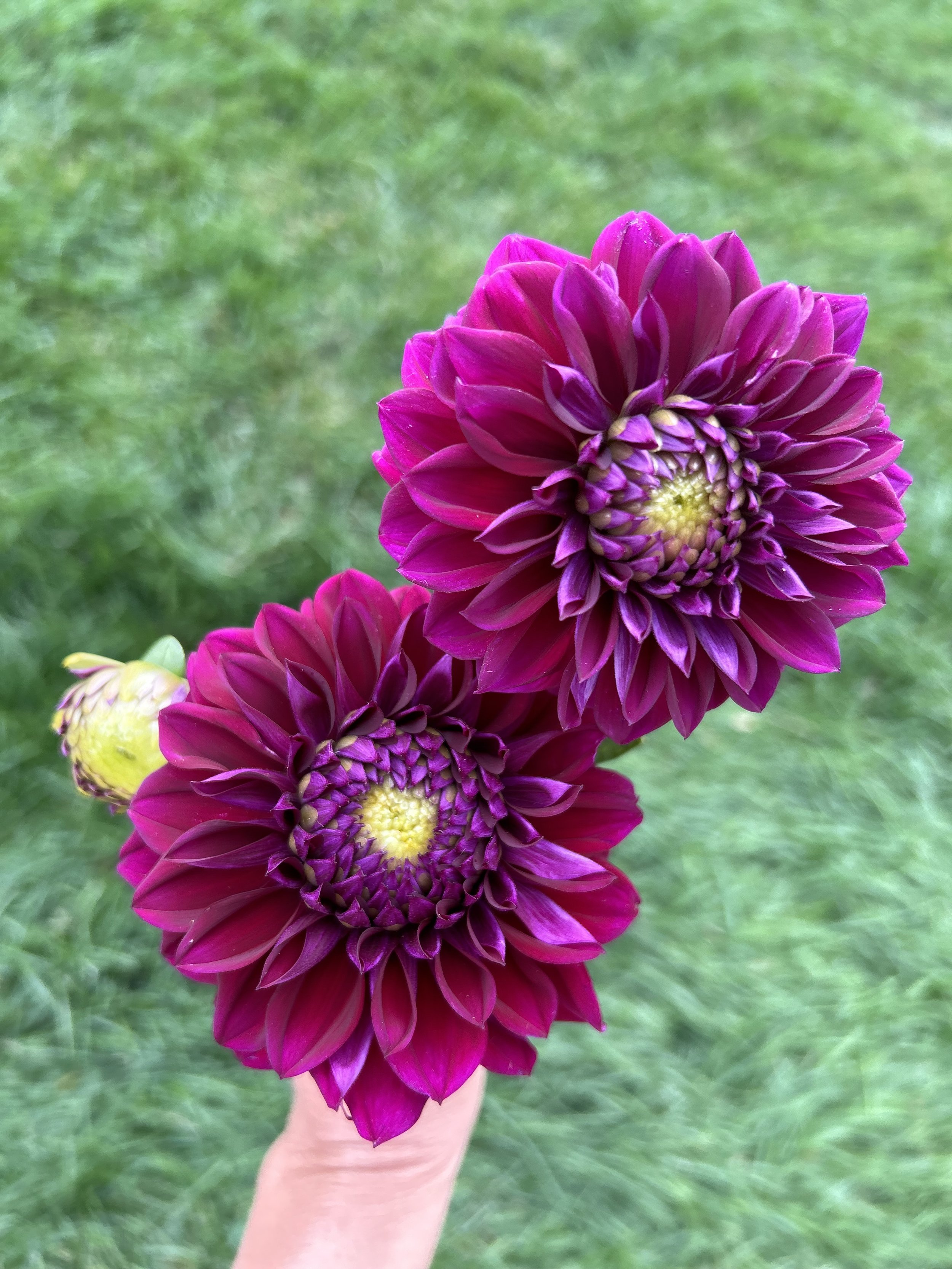 Diva Dahlia Tuber