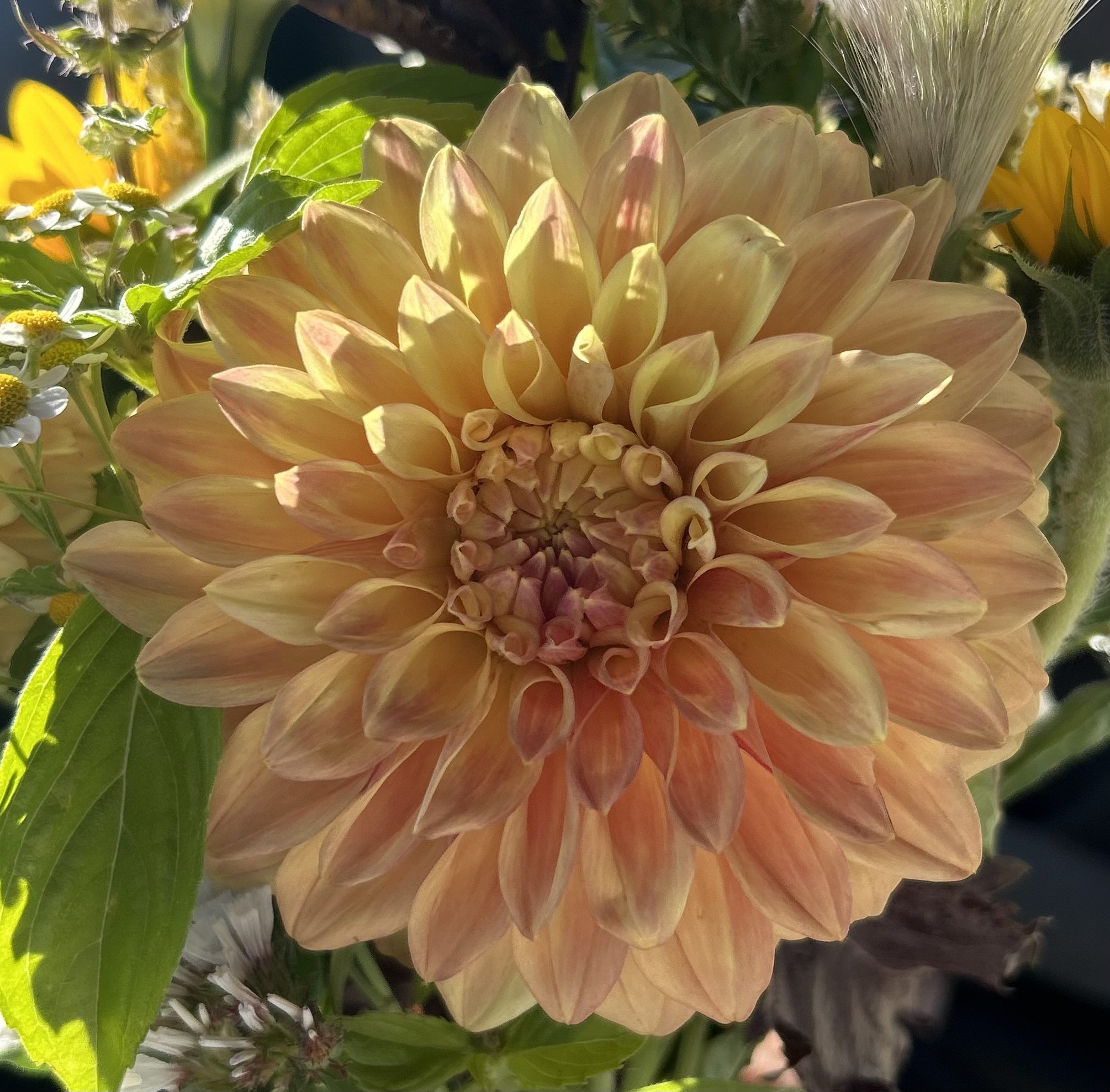 Bracken Sarah Dahlia Tuber