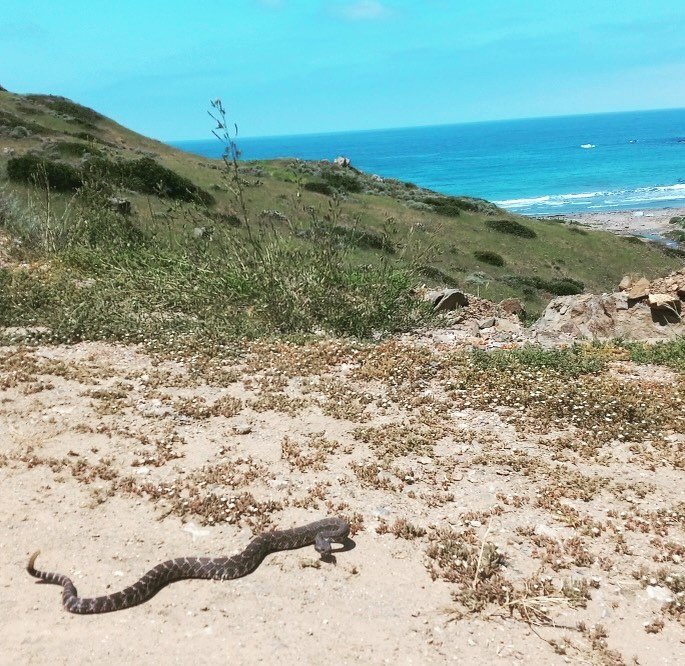 When the sun comes out, so do the rattle snakes. Please be aware while exploring the island. #catalina #catalinaisland #catalinacalifornia #kayaking #littleharborcampground #camping #camplife #catalinaislandcamping #transcatalina #transcatalinatrail
