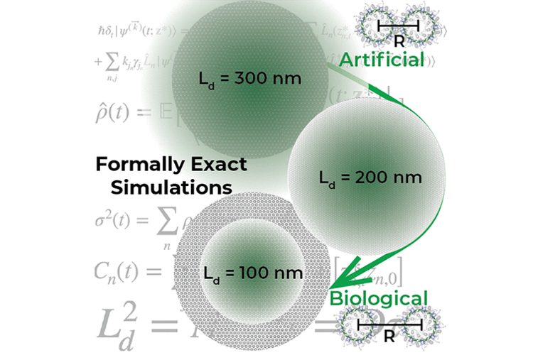 Formally exact simulations of mesoscale exciton diffusion in a light-harvesting 2 antenna nanoarray
