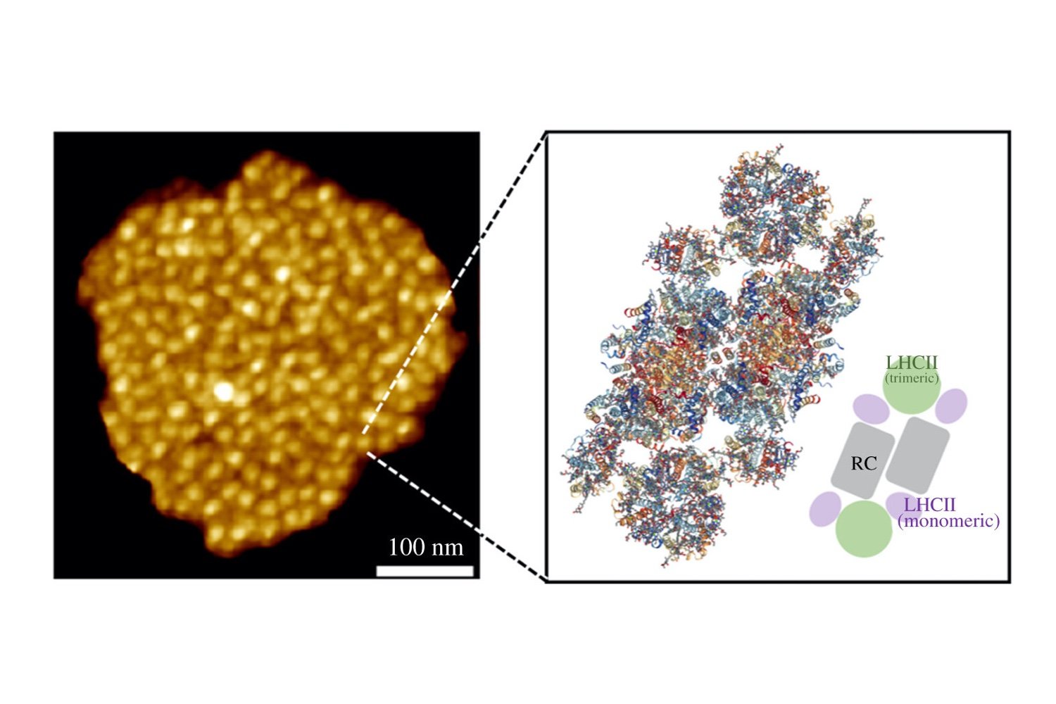 Models and mechanisms of rapidly reversible regulation of photosynthetic light harvesting
