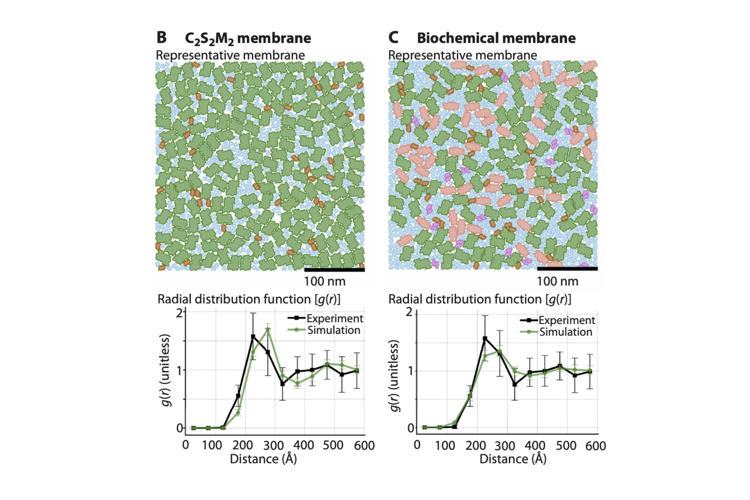 Unraveling design principles of protein landscapes in photosynthetic membranes in plant chloroplasts