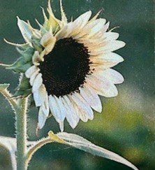 Italian White Sunflower Seeds
