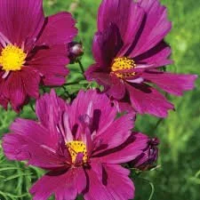Purple Cosmos Flower Seeds
