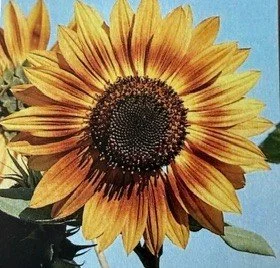 Solar Power Sunflower Seeds