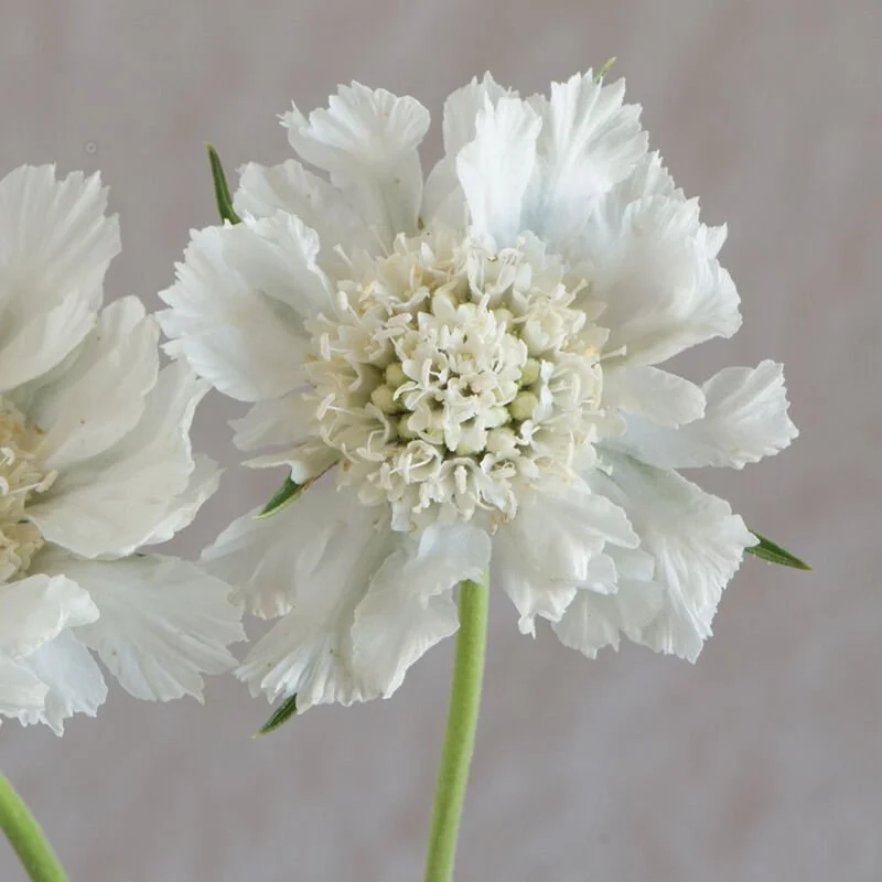 White Scabiosa Flower Seeds