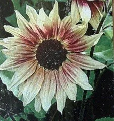 Magic Round About Sunflower Seeds