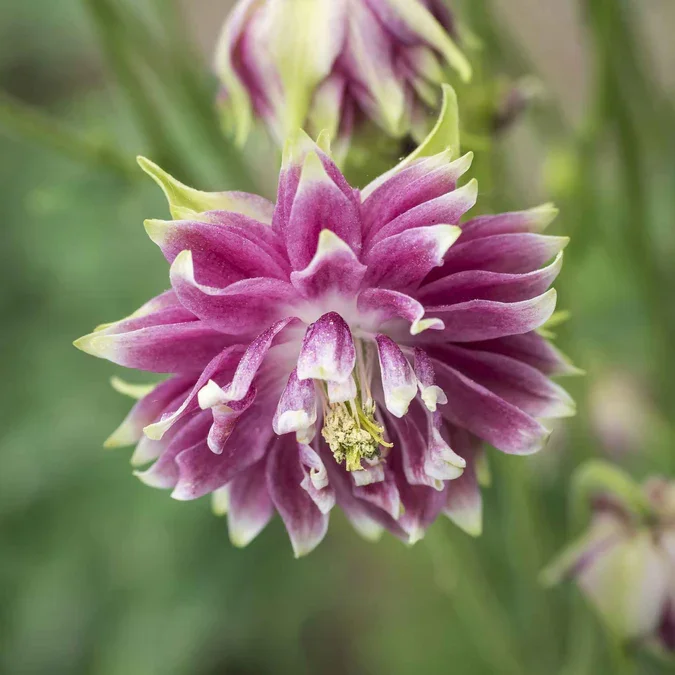 columbine-barlow-mix-shk-2.webp