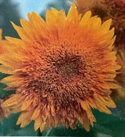 Citrus Sunflower Seeds