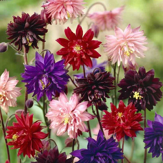 columbine-barlow-mix-vis-1_e84557ee-4ca0-477e-8b82-5cf6f8fb5361.webp