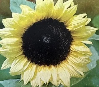 Lemon Leopold Sunflower Seeds