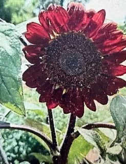 Chocolate Cherry Sunflower Seeds