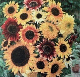Mixed Sunflower Seeds