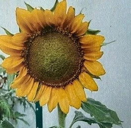 Sunspot Sunflower Seeds