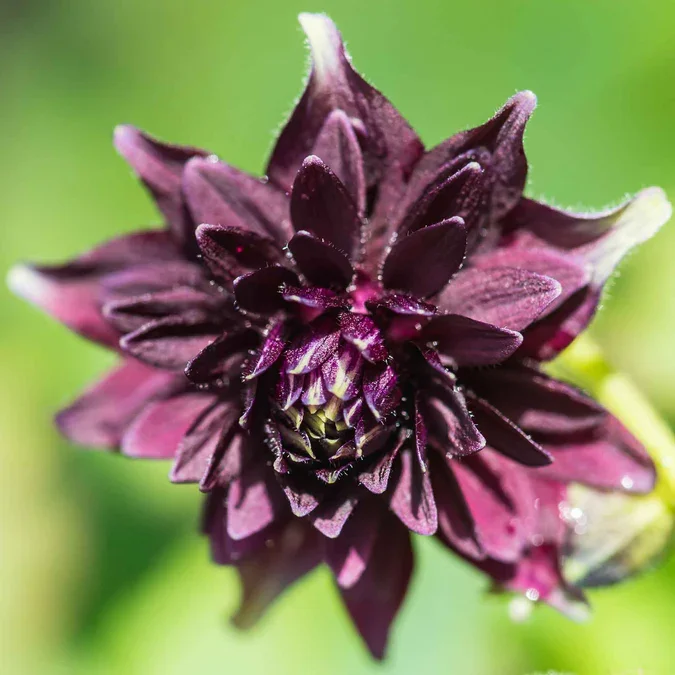 columbine-barlow-mix-shk-3.webp
