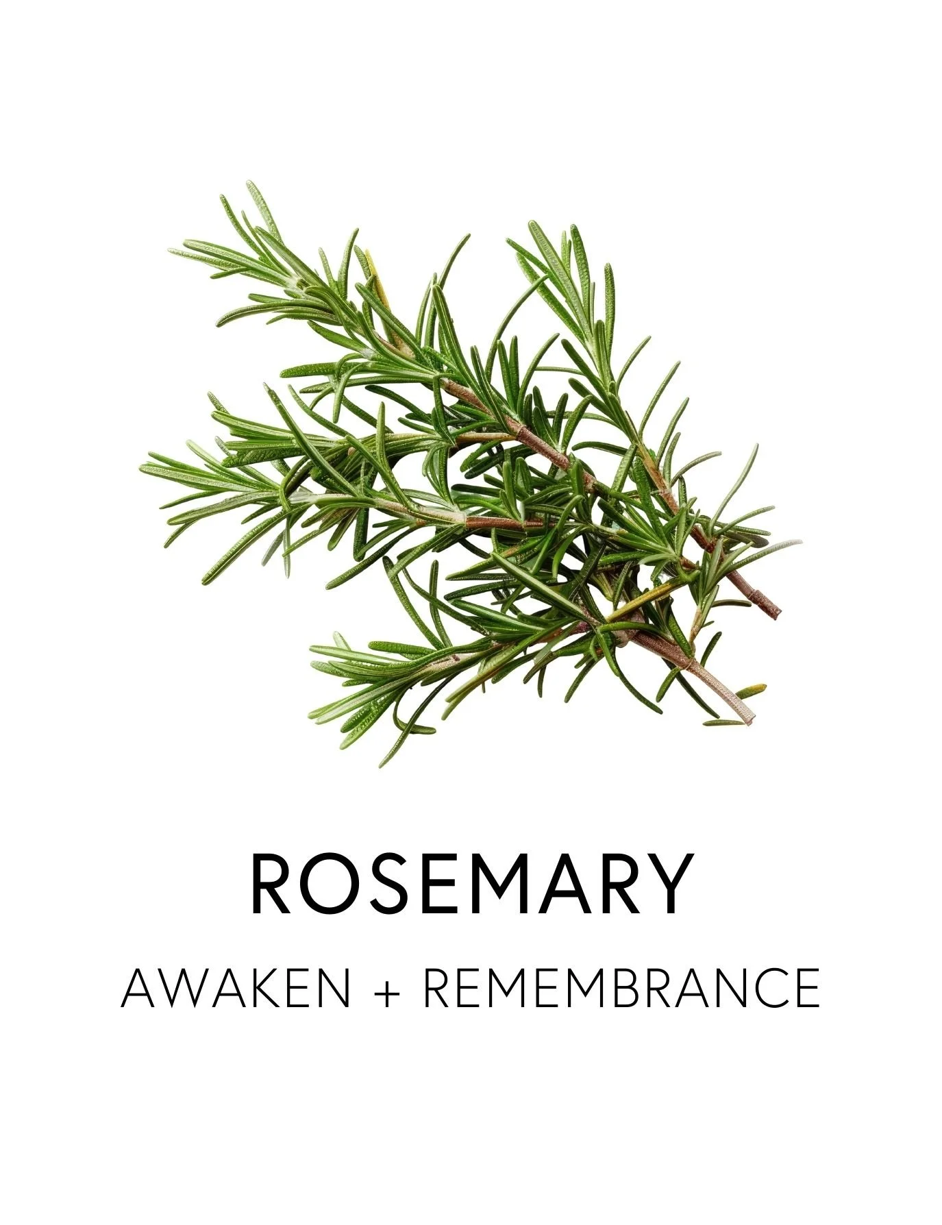  ROSEMARY 
 Rosemary is a revered brain ally that supports circulation to the brain and scalp, stimulating mental alertness and memory through its aromatic compounds carnosic and rosmarinic acids.  Its evergreen sprigs carry the scent of clarity itse