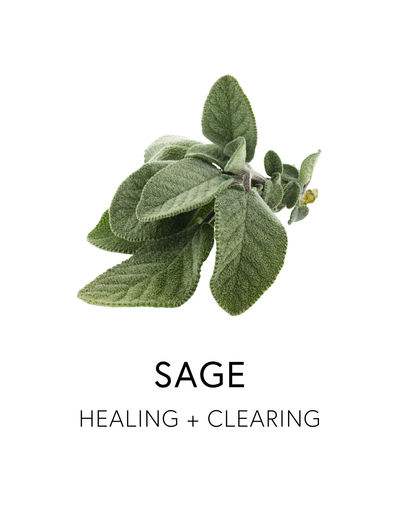  SAGE 
 Sage leaf supports digestive comfort through its natural essential oils that dispel gas, relax intestinal spasms and balance the microbiome. Its latin name, Salvia officinalis, means “to heal” reflecting its long-held status as a revered bota
