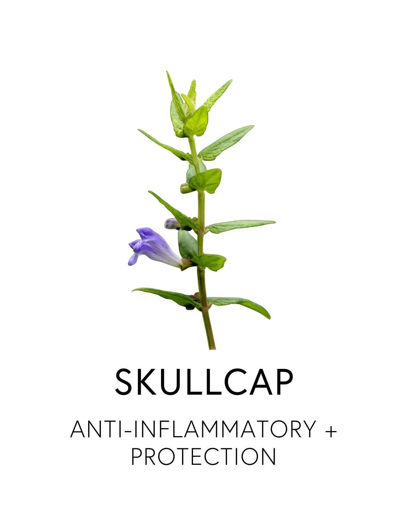  SKULLCAP 
 Baikal Skullcap’s name comes from scutella, Latin for “little shield,” a nod to both its flower’s shape and its protective effects on the brain. Rich in flavonoids like baicalin and wogonin, it calms brain fog, eases anxiety and relieves 