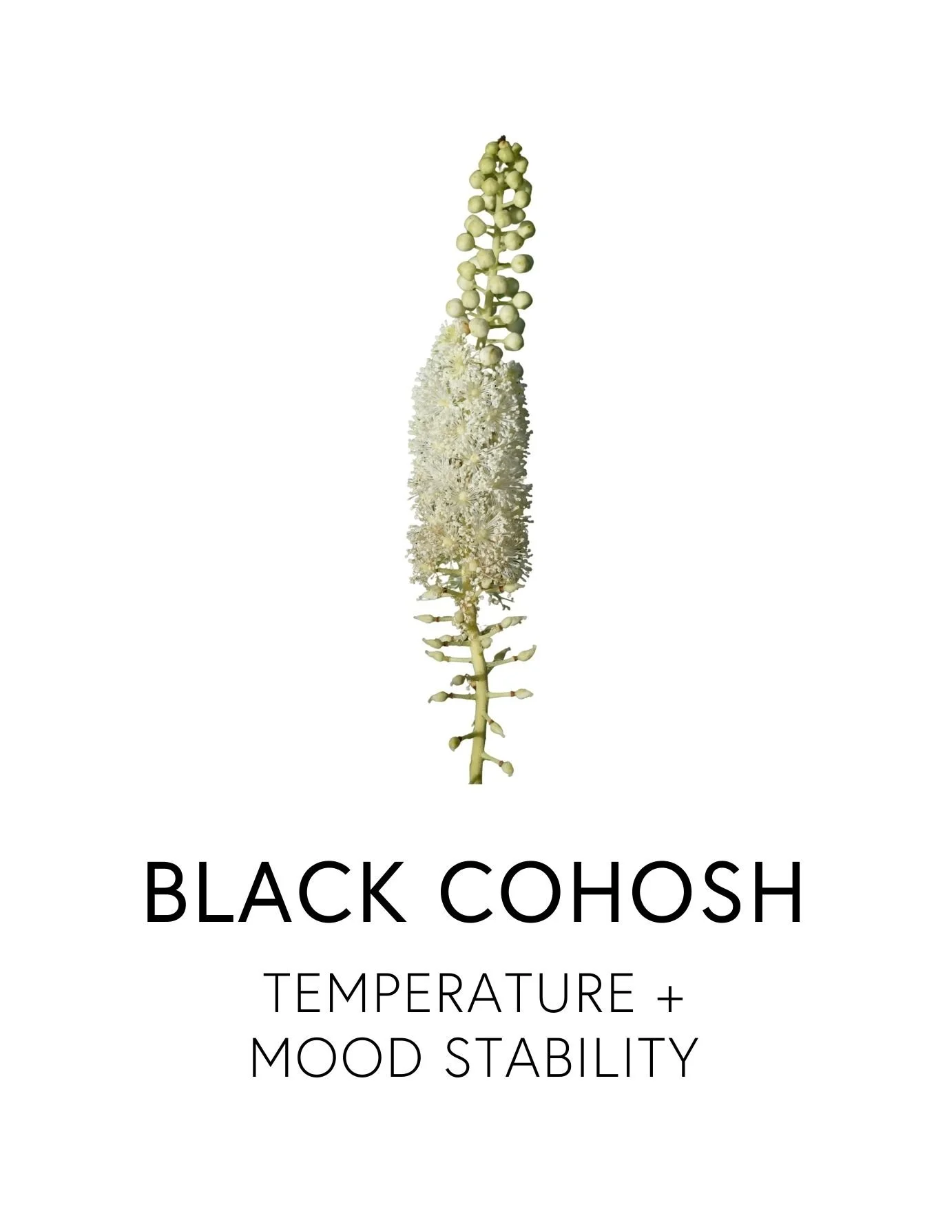  BLACK COHOSH 
 Black Cohosh supports hormonal transition during perimenopause and menopause, easing hot flashes, night sweats, mood swings, and sleep disruption. Its root contains triterpene glycosides and phytoestrogen-like compounds that help regu