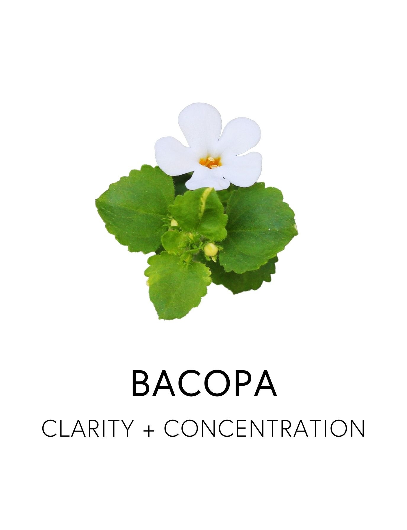  BACOPA 
 Bacopa supports memory, cognitive speed, and a balanced response to stress through its bacoside compounds. Long used in Ayurvedic medicine as a tonic to sharpen intellect and ease tension, it strengthens without stimulation. Bacopa’s water-