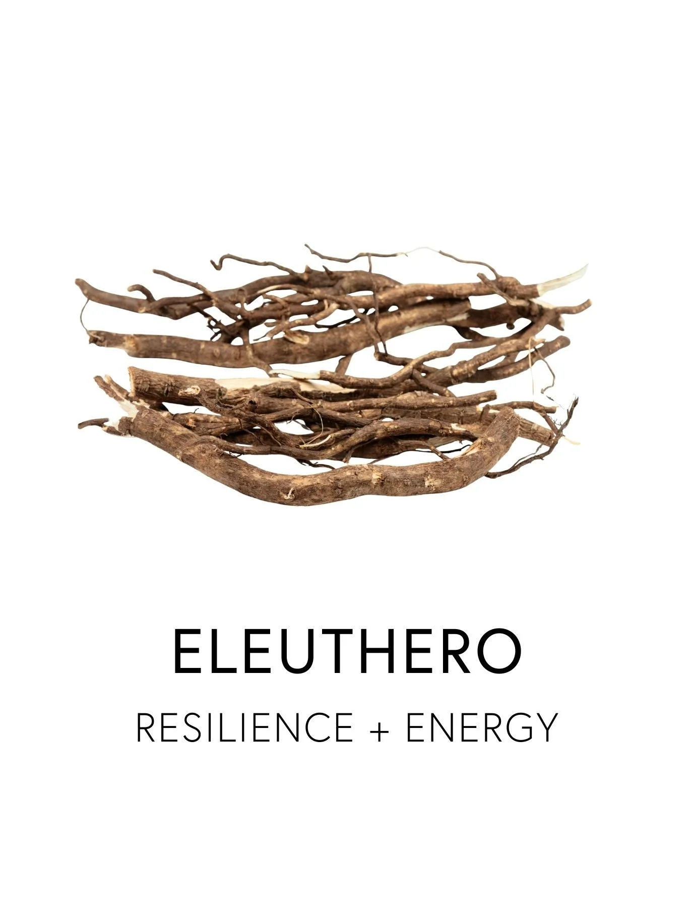  ELEUTHERO 
 Eleuthero enhances mood, fortifies stress resilience and gently uplifts energy without overstimulation through it’s active compounds called eleutherosides. Having adapted to the extreme cold of the Siberian forests and other rugged clima