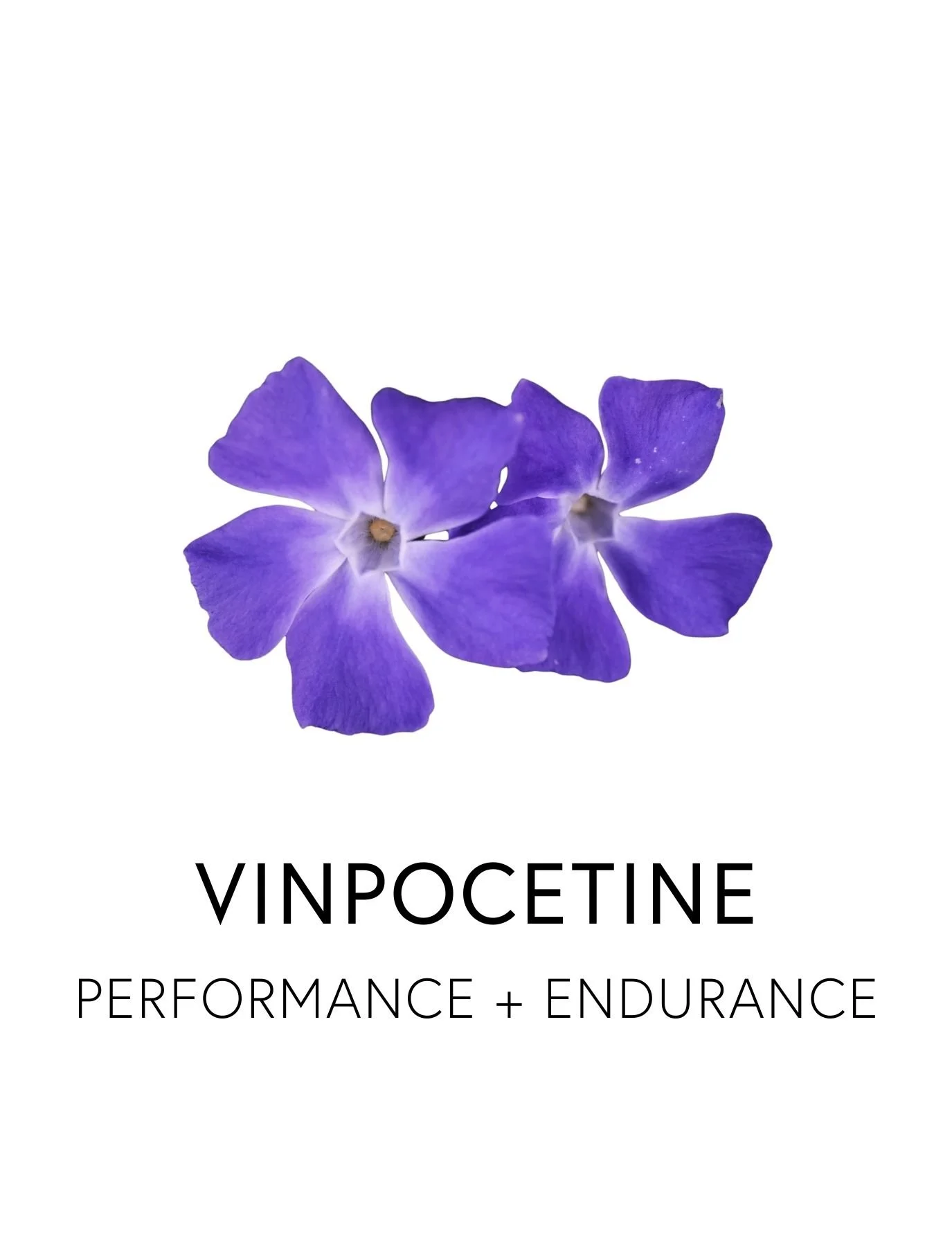  VINPOCETINE 
 Vinpocetine increases blood flow to the brain and body, enhancing mental clarity and physical performance by optimizing oxygen and nutrient delivery to cells. Derived from the periwinkle flower, whose name means “to entwine,” vinpoceti