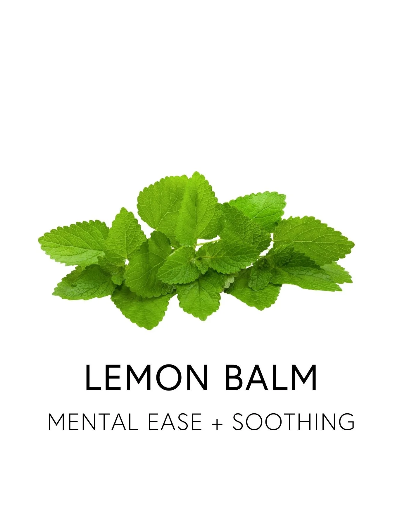  LEMON BALM 
 Lemon balm is a gentle, nervine herb that soothes the brain and nervous system, encouraging more restful sleep. Its rosmarinic acid compounds support GABA levels and calm the excitatory activity in the brain, reducing nighttime restless