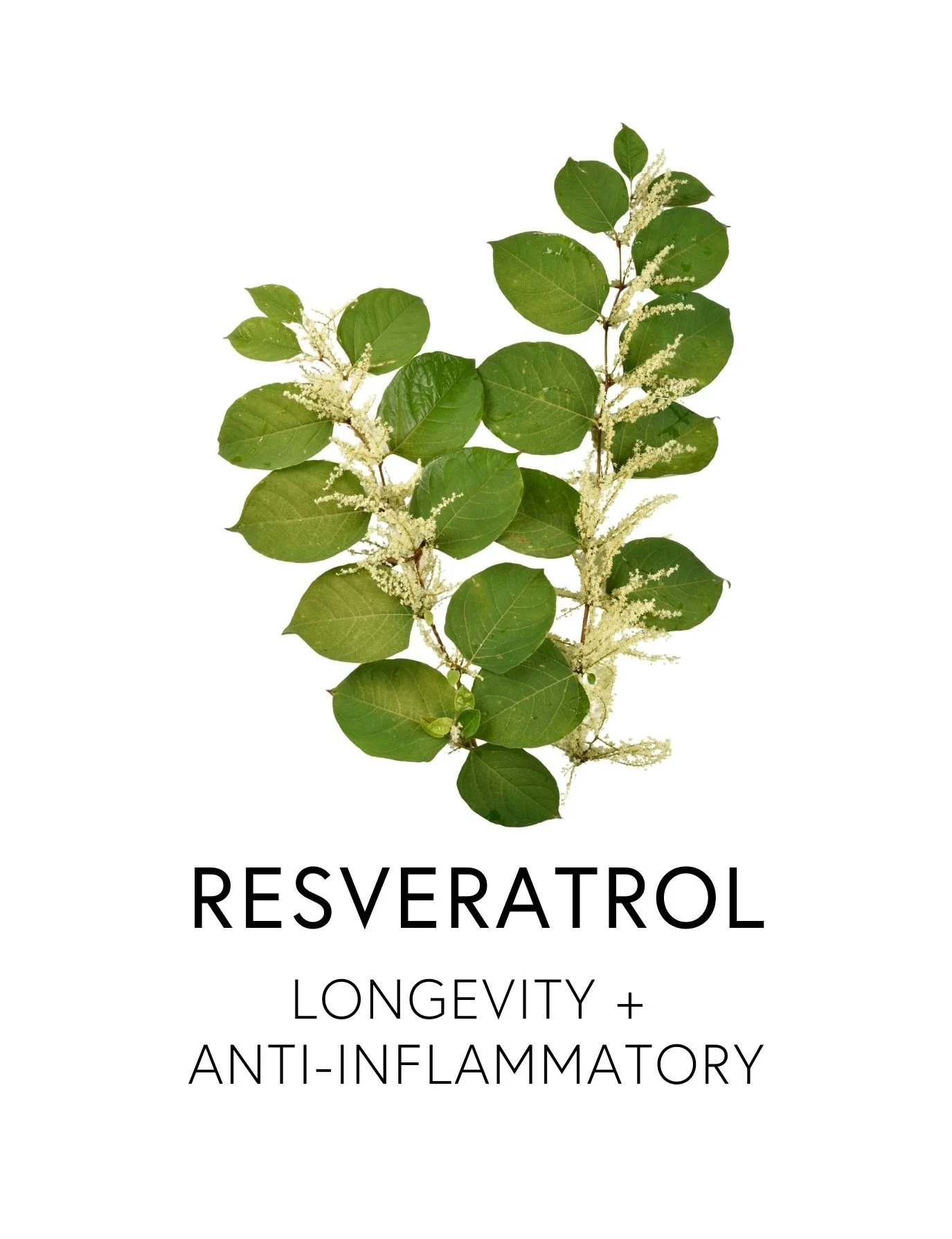  RESVERATROL 
  Resveratrol supports healthy blood flow and helps keep arteries flexible by boosting nitric oxide and protecting vessel walls from oxidative stress. Found in the skins of red grapes and wild berries, it activates longevity pathways an