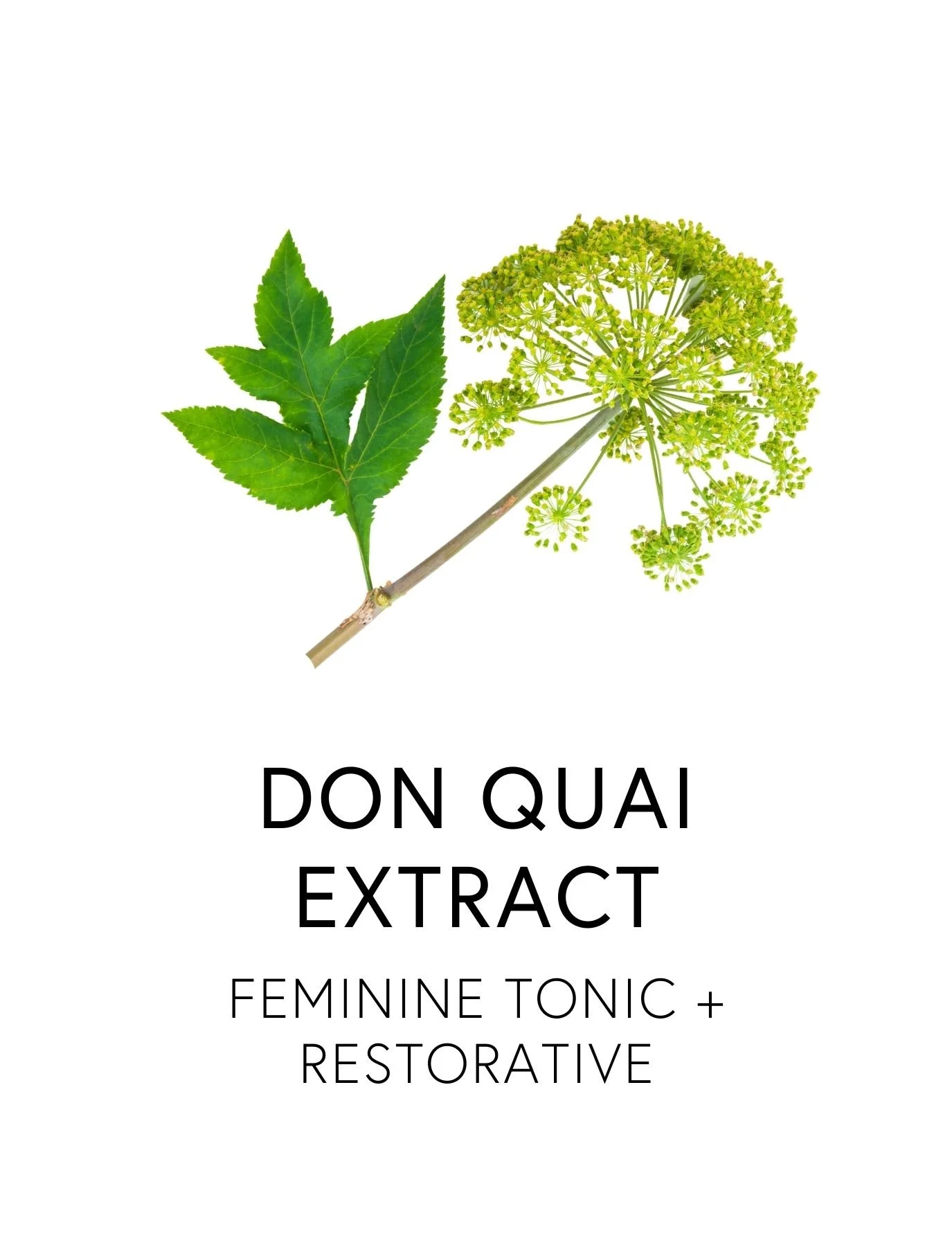  DON QUAI EXTRACT 
 Angelica harmonizes irregular cycles, nourishes the blood and relieves stagnation during perimenopause and menopause.  Known as Dong Quai, the “female ginseng,” its ferulic acid, ligustilide, and phytoestrogenic compounds bring ba