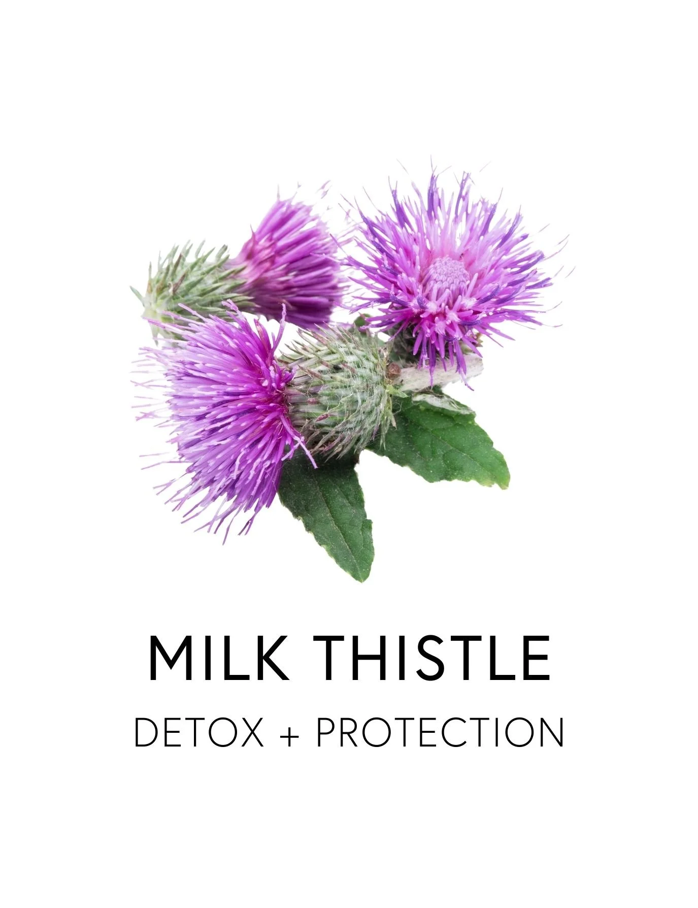  MILK THISTLE   Milk thistle is one of the most respected plants for liver protection, renewal and detoxification. 
Its seeds contain silymarin, a unique antioxidant complex that reduces stagnation and supports glutathione production, the body’s cent