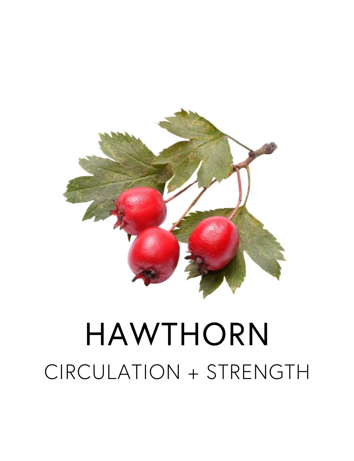  HAWTHORN 
  Hawthorn fortifies the heart, improves circulation, and maintains a steady heart rhythm, especially under stress. Its flowers and red berries contain a rare combination of flavonoids and oligomeric procyanidins that nourish the heart mus
