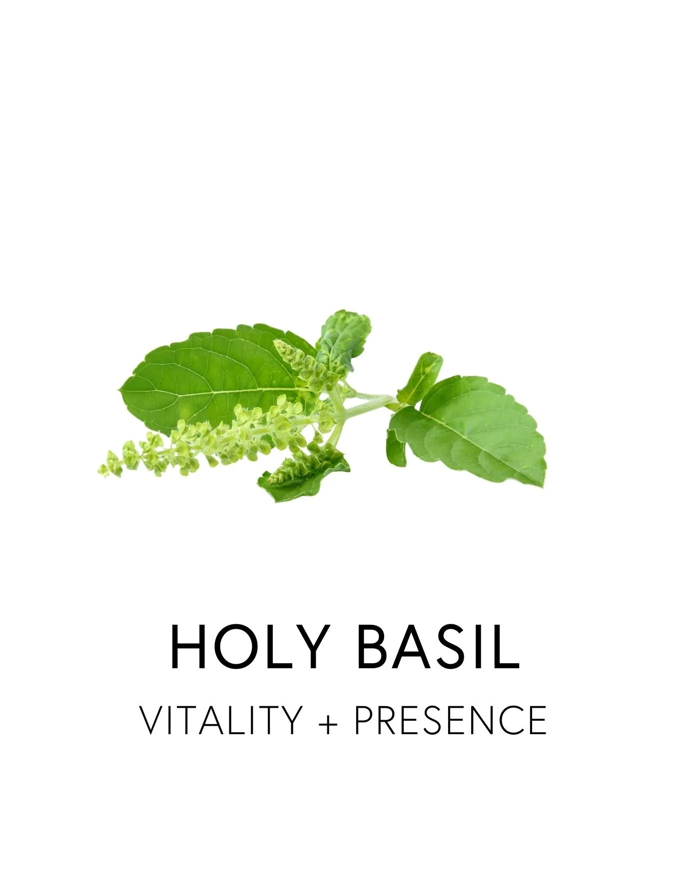  HOLY BASIL 
 Tulsi an adaptogenic herb, helps regulate stress hormones and supports adrenal balance while enhancing mood and mental clarity.  Its key phytochemicals, including eugenol, rosmarinic acid, and ursolic acid, are studied for their role in