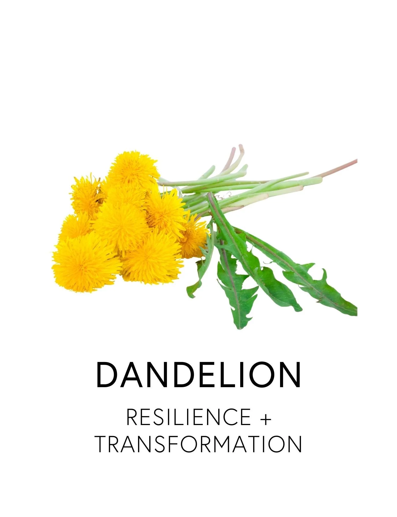  DANDELION 
 Dandelion is a resilient plant that decongests the liver and stimulates bile flow, digestion, and gentle detoxification. Traditionally used in European herbal medicine as a cleansing spring tonic, its jagged dent de lion, “lion’s tooth” 