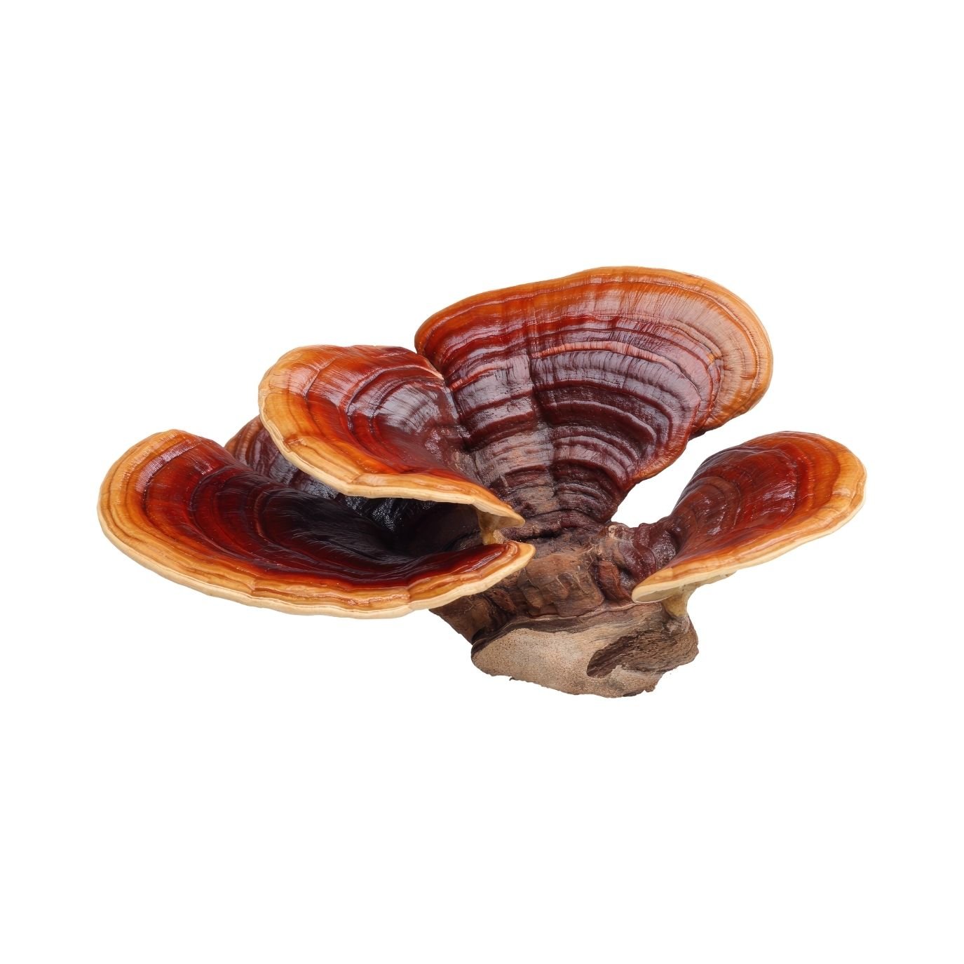  ADAPTOGENS 
 just some test text 