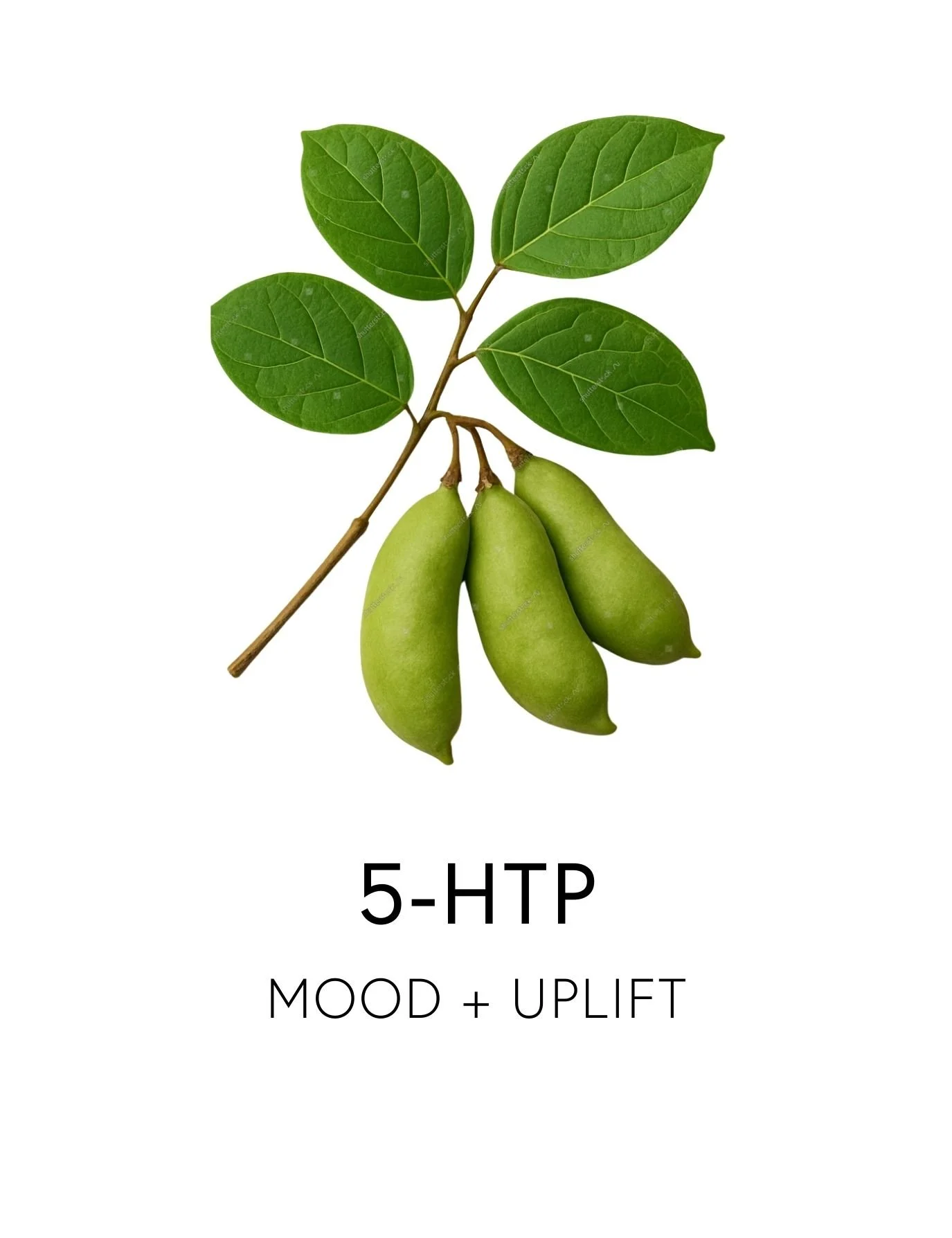  5-HTP 
 5-HTP is the direct precursor to serotonin, the happy, feel-good neurotransmitter. By nourishing natural serotonin production, this plant-born amino acid uplifts mood, restores deep sleep, and promotes emotional balance. Derived from the see