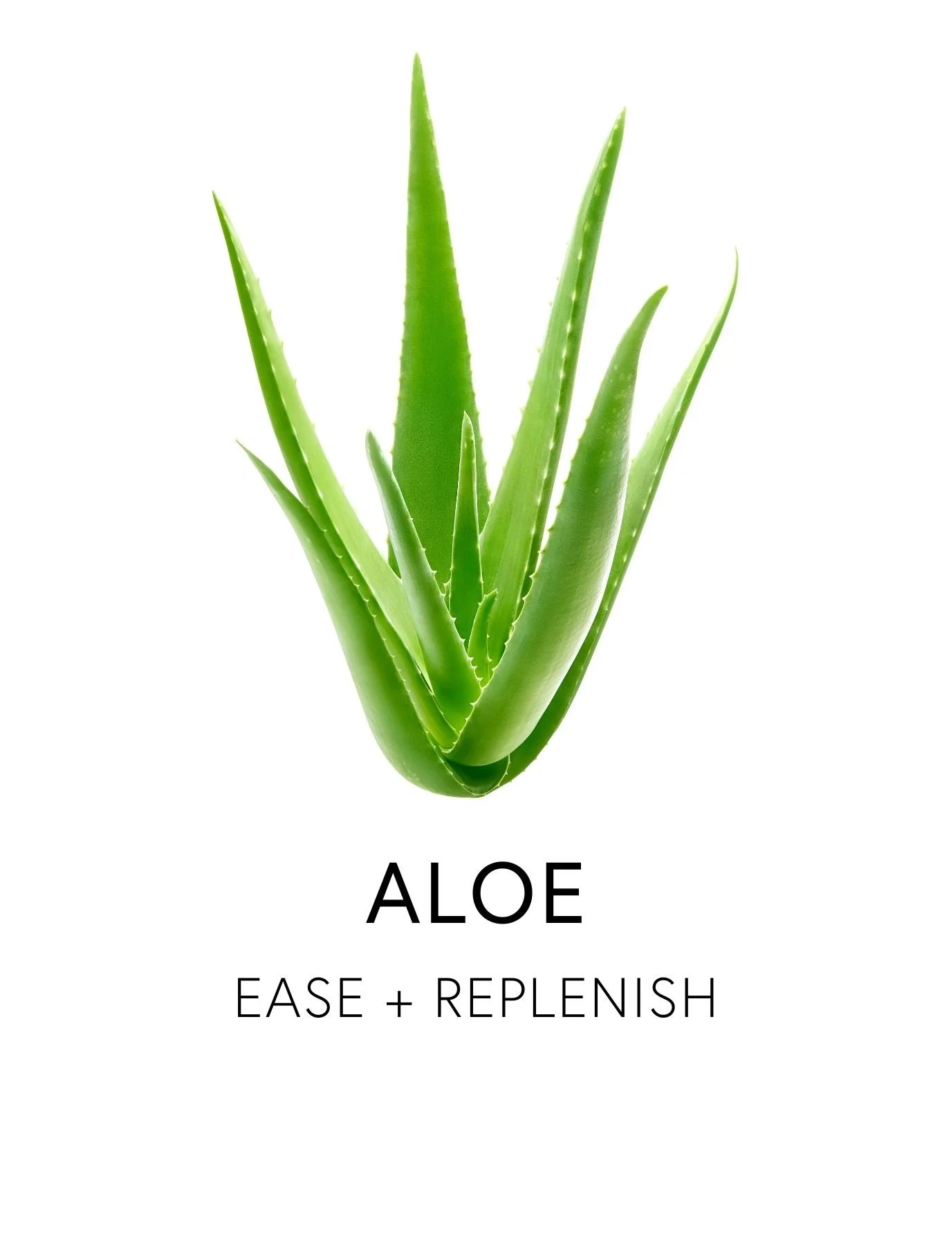  ALOE 
 Aloe Vera is a cooling, anti-inflammatory plant that soothes and hydrates the delicate tissues of the digestive tract. Its inner gel is rich in 75 active compounds: vitamins, enzymes, minerals, sugars, lignin, saponins, salicylic acids and am