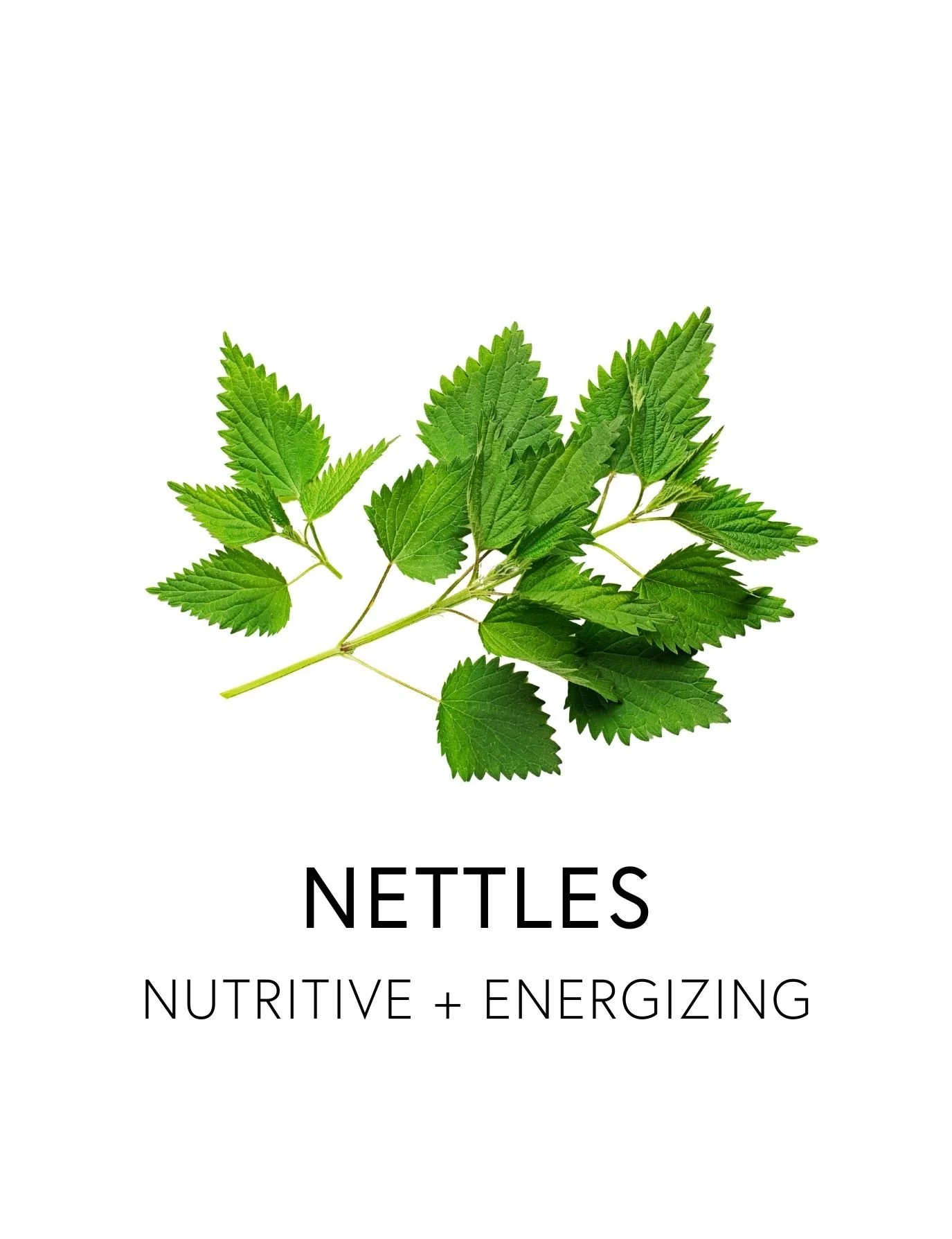  NETTLES 
 Stinging Nettle is a nutritive, energizing plant that supports detoxification and lymphatic pathways.  Rich in flavonoids and bioavailable minerals, nettles replenishes nutrients often depleted during cleansing, stress and fatigue.  Covere