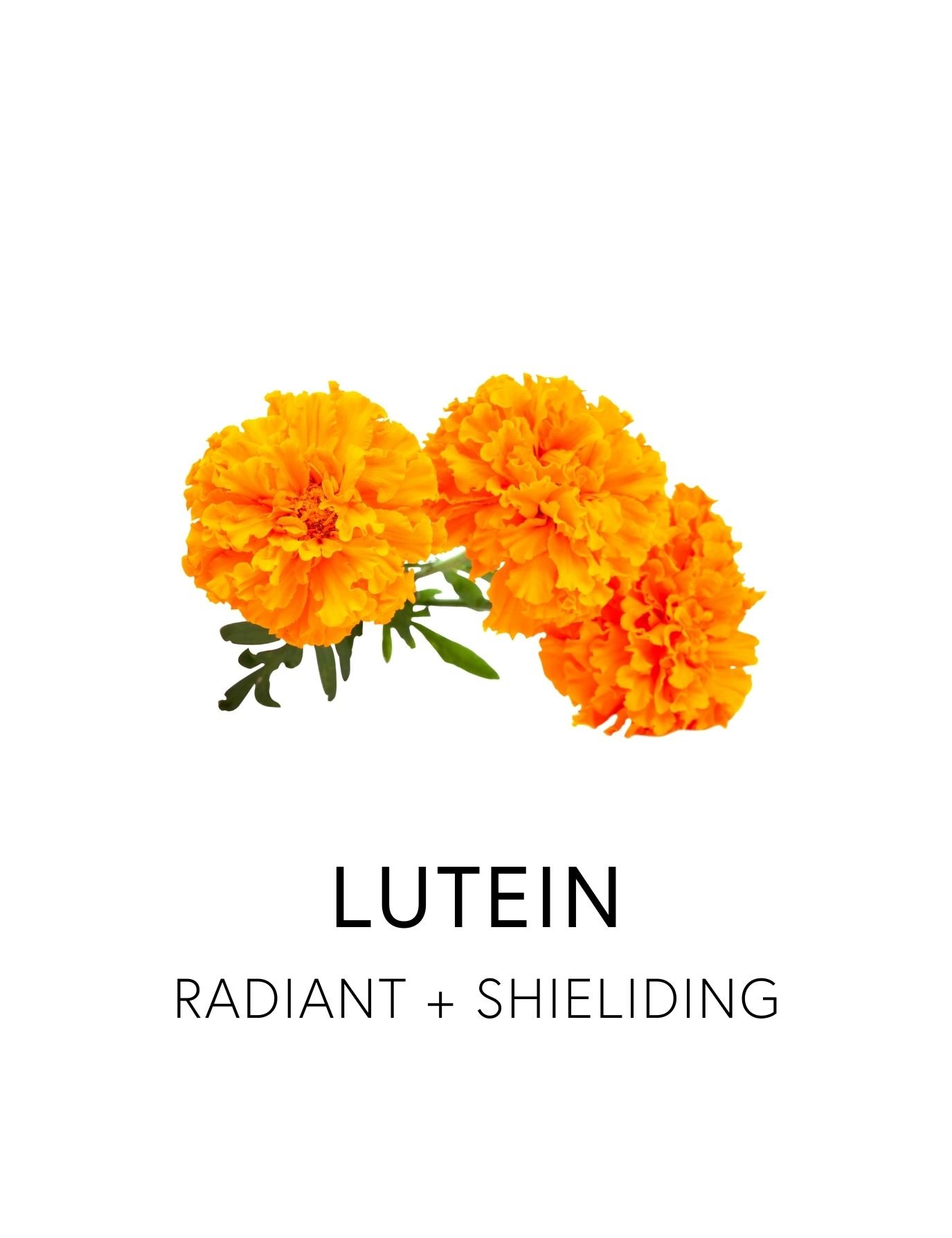  LUTEIN 
 Lutein is anti-inflammatory carotenoid that act as cellular shield, protecting tissues from oxidative stress and inflammatory damage. As a plant pigment responsible for the vibrant colors of fruits and vegetables, lutein It integrates into 