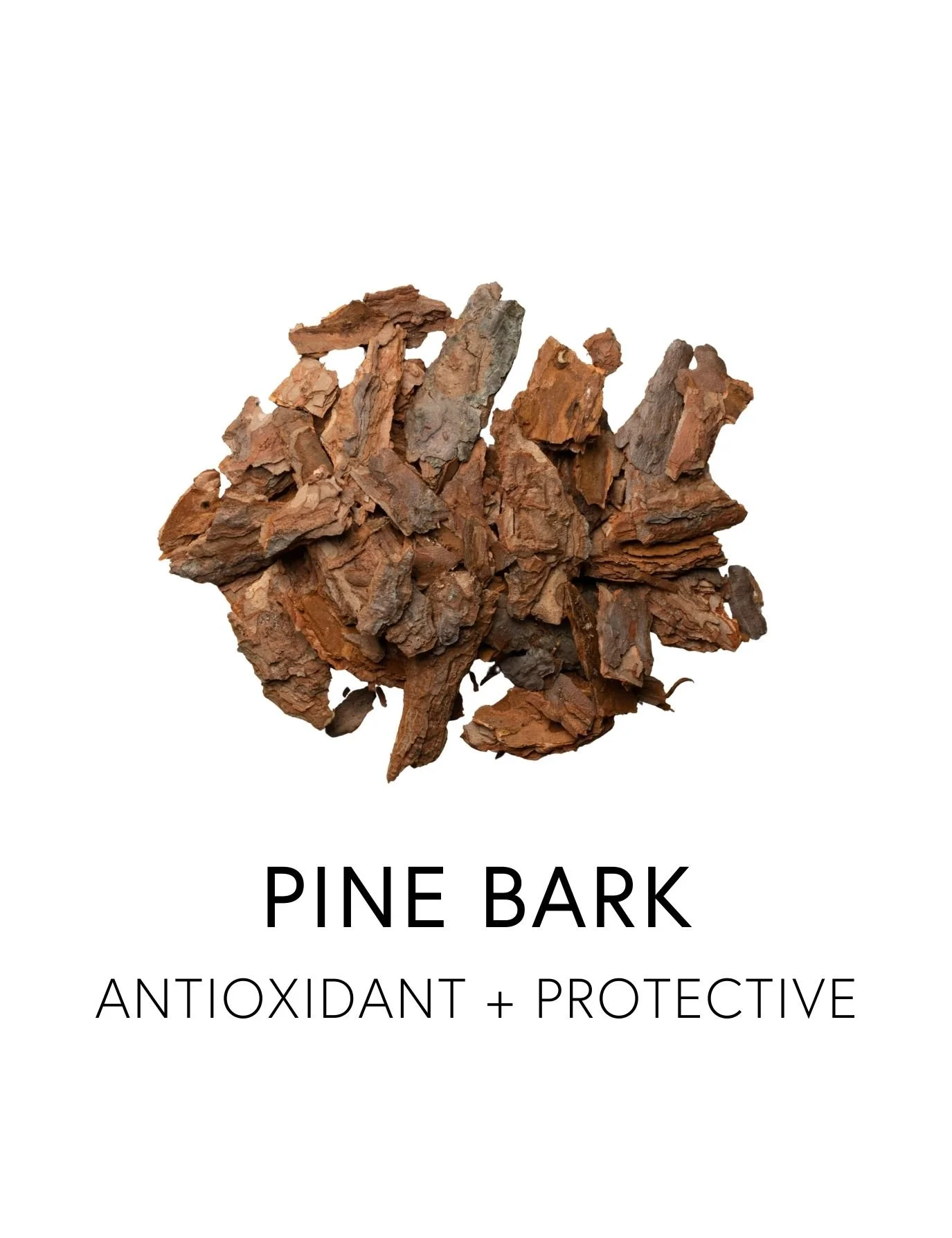 PINE BARK 
 Pine Bark Extract is a powerful antioxidant that supports allergy symptoms by calming the histamine surge that creates reactive tissues in the lungs and sinuses. Rich in proanthocyanidins and OPS’s, it has been shown to reduce inflammati
